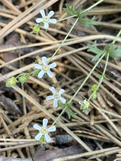 Potentilla wilderae, photographed by James M. Maley
