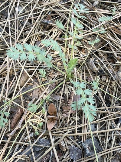 Potentilla wilderae, photographed by James M. Maley