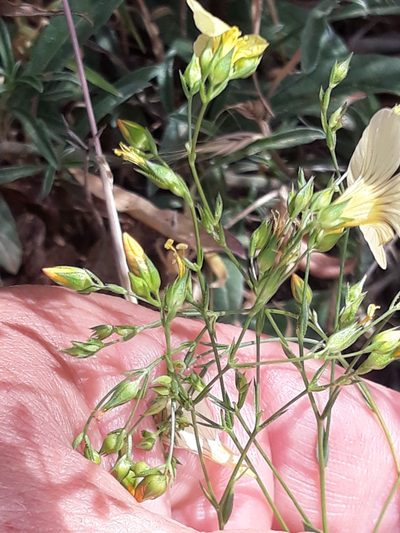 Linum corymbiferum, photographed by Karim Haddad