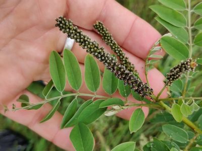 Amorpha fruticosa, photographed by Scott Allen Davis