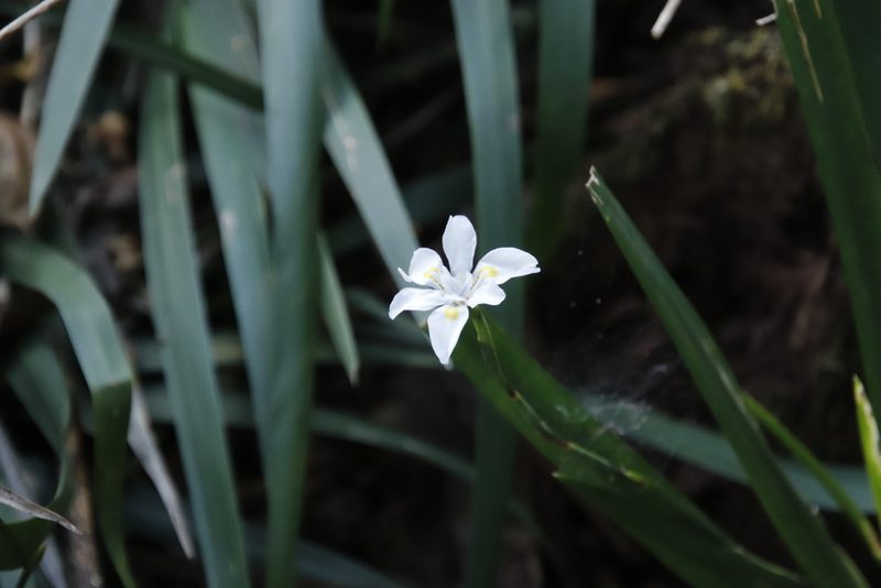 Dietes iridioides, photographed by Tony Rebelo