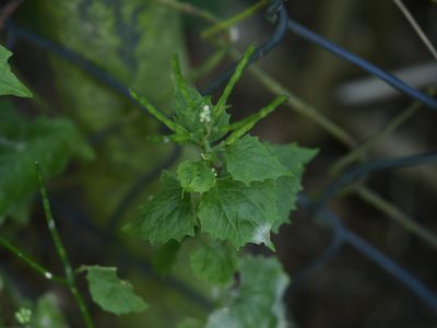 Alliaria petiolata, photographed by Alexis Tinker-Tsavalas