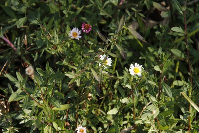 Erigeron karvinskianus, photographed by Tony Rebelo