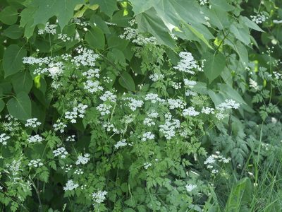 Chaerophyllum temulum, photographed by Alexis Tinker-Tsavalas