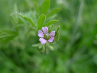 Geranium pusillum, photographed by aga_l_