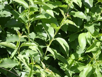 Prunus serotina, photographed by Alexis Tinker-Tsavalas