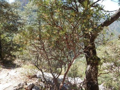 Comarostaphylis polifolia, photographed by Norma Piedra