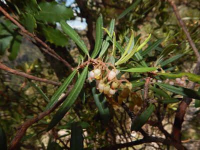 Comarostaphylis polifolia, photographed by Norma Piedra