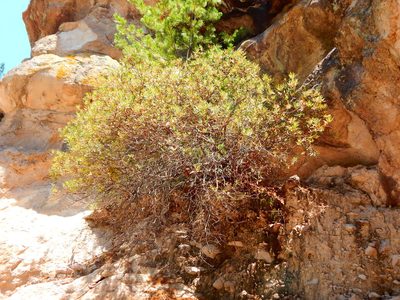 Comarostaphylis polifolia, photographed by Norma Piedra