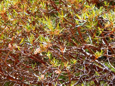 Comarostaphylis polifolia, photographed by Norma Piedra