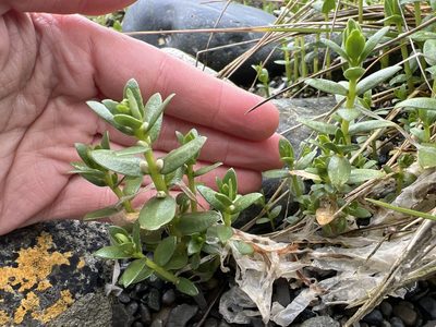 Lysimachia maritima, photographed by Aiva Noringseth