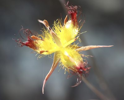 Calochortus obispoensis, photographed by Cricket Raspet
