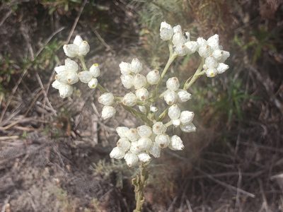 Pseudognaphalium californicum, photographed by Steve Addison