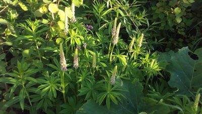 Lupinus polyphyllus, photographed by Vadim Zizov