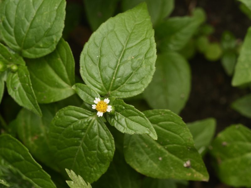 Galinsoga parviflora, photographed by Alexis Tinker-Tsavalas