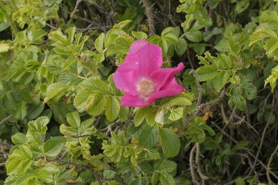 Rosa rugosa, photographed by Nico