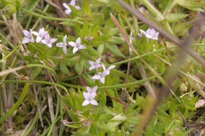 Sherardia arvensis, photographed by Nico