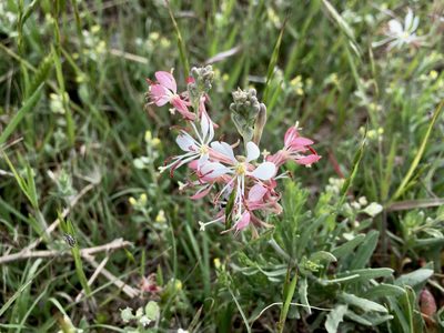Oenothera suffrutescens