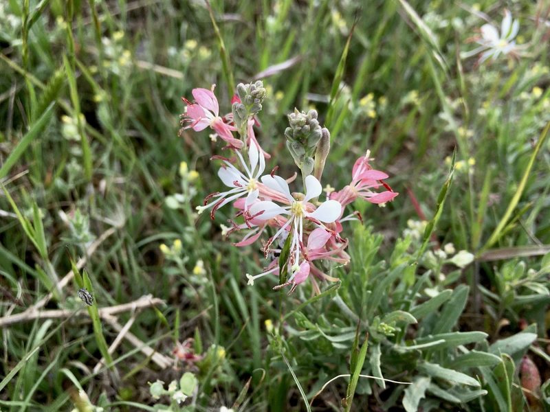 Oenothera suffrutescens, photographed by Shalana Gray