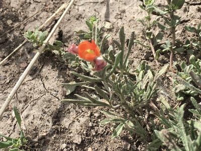 Sphaeralcea coccinea, photographed by Shalana Gray