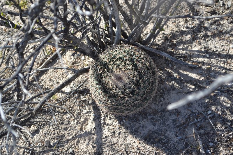 Mammillaria grusonii, photographed by Norma Piedra