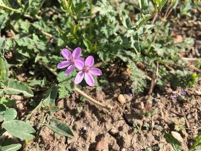 Erodium cicutarium, photographed by Shalana Gray