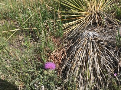 Cirsium undulatum, photographed by Shalana Gray