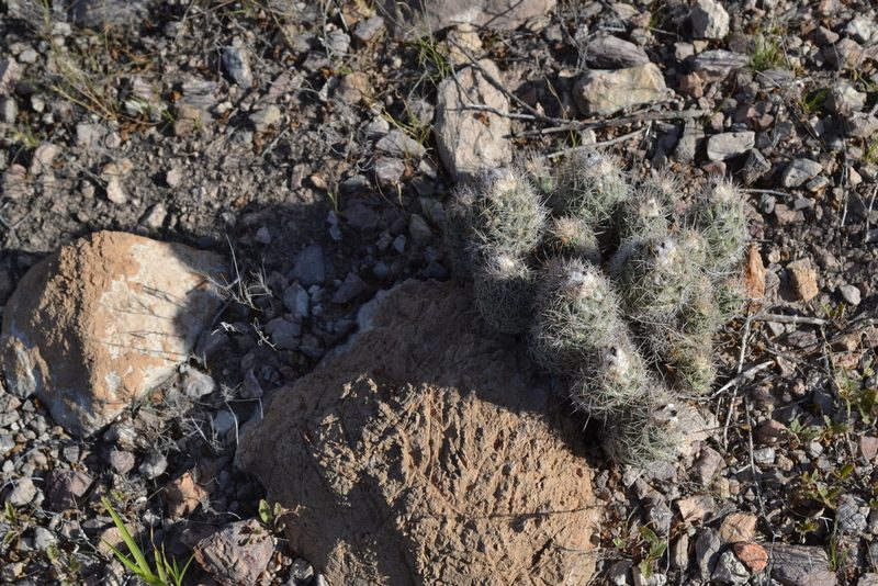 Coryphantha durangensis, photographed by Norma Piedra