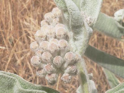 Asclepias eriocarpa, photographed by Steve Addison