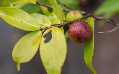 Myrciaria dubia, photographed by w_endo