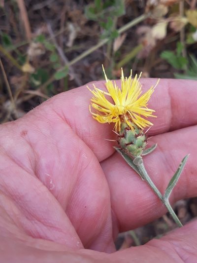 Centaurea sicula, photographed by Karim Haddad