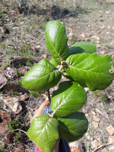 Quercus huicholensis, photographed by Norma Piedra