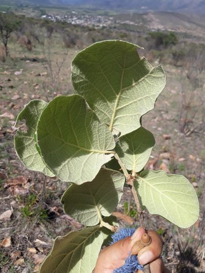 Quercus huicholensis, photographed by Norma Piedra