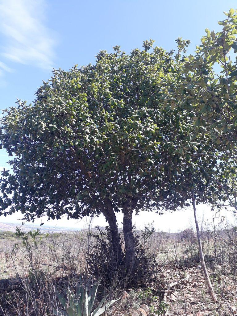 Quercus huicholensis, photographed by Norma Piedra