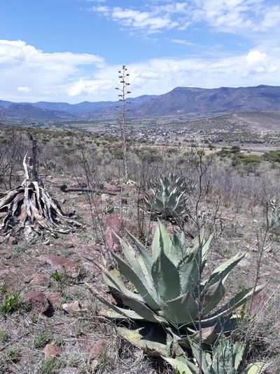 Agave durangensis, photographed by Norma Piedra