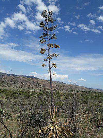 Agave durangensis, photographed by Norma Piedra