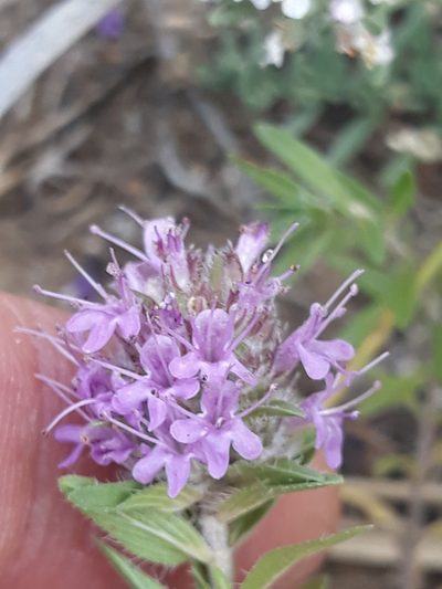 Thymus numidicus, photographed by Karim Haddad