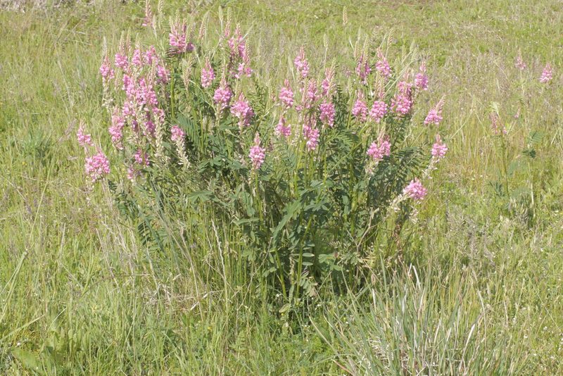 Onobrychis viciifolia, photographed by Nico