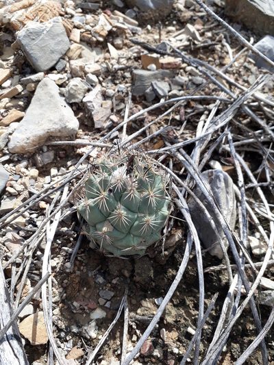 Coryphantha durangensis, photographed by Norma Piedra