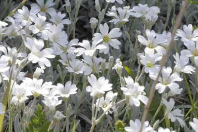 Cerastium tomentosum, photographed by Nico