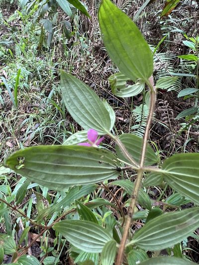 Monochaetum hartwegianum, photographed by Nicolás Baresch Uribe
