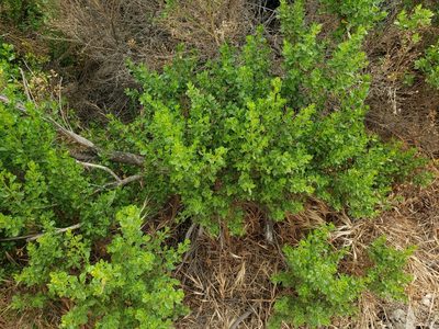 Baccharis pilularis, photographed by Steve Addison