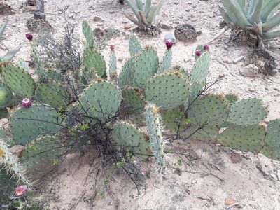 Opuntia rastrera, photographed by Norma Piedra