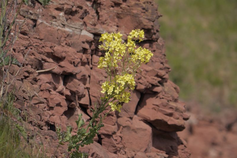 Brassica oleracea, photographed by Nico