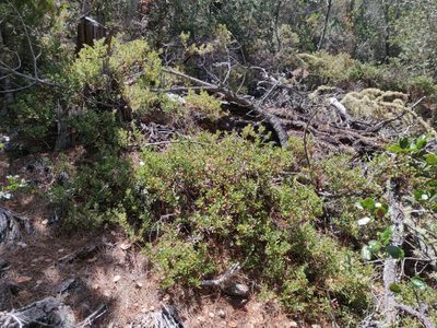 Arctostaphylos pumila, photographed by Alexander Wentworth