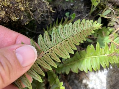 Polystichum lonchitis, photographed by Katrin Simon