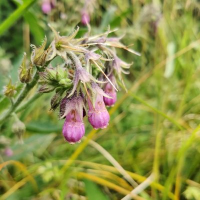 Symphytum officinale, photographed by Harshjeet Singh Bal