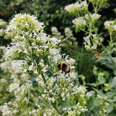 Valeriana rubra, photographed by Harshjeet Singh Bal