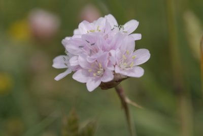 Armeria maritima