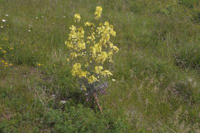 Brassica oleracea, photographed by Nico